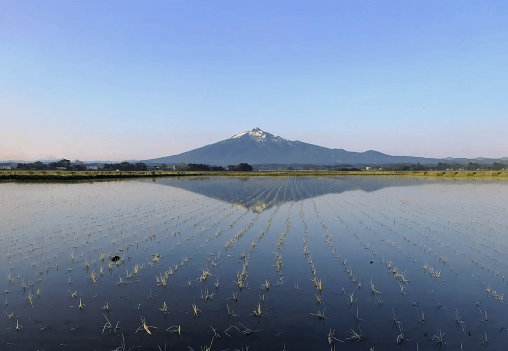 特別栽培米「青天の霹靂」生産地、雄大な岩木山の麓の小笠原農園の田んぼの様子